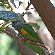 Picture/image of Senegal Parrot