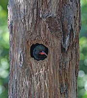 Picture/image of Green Woodhoopoe