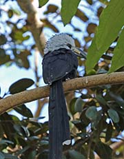 Picture/image of White-crested Hornbill