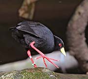 Picture/image of Black Crake