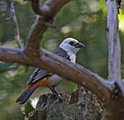 Picture/image of White-headed Buffalo-Weaver