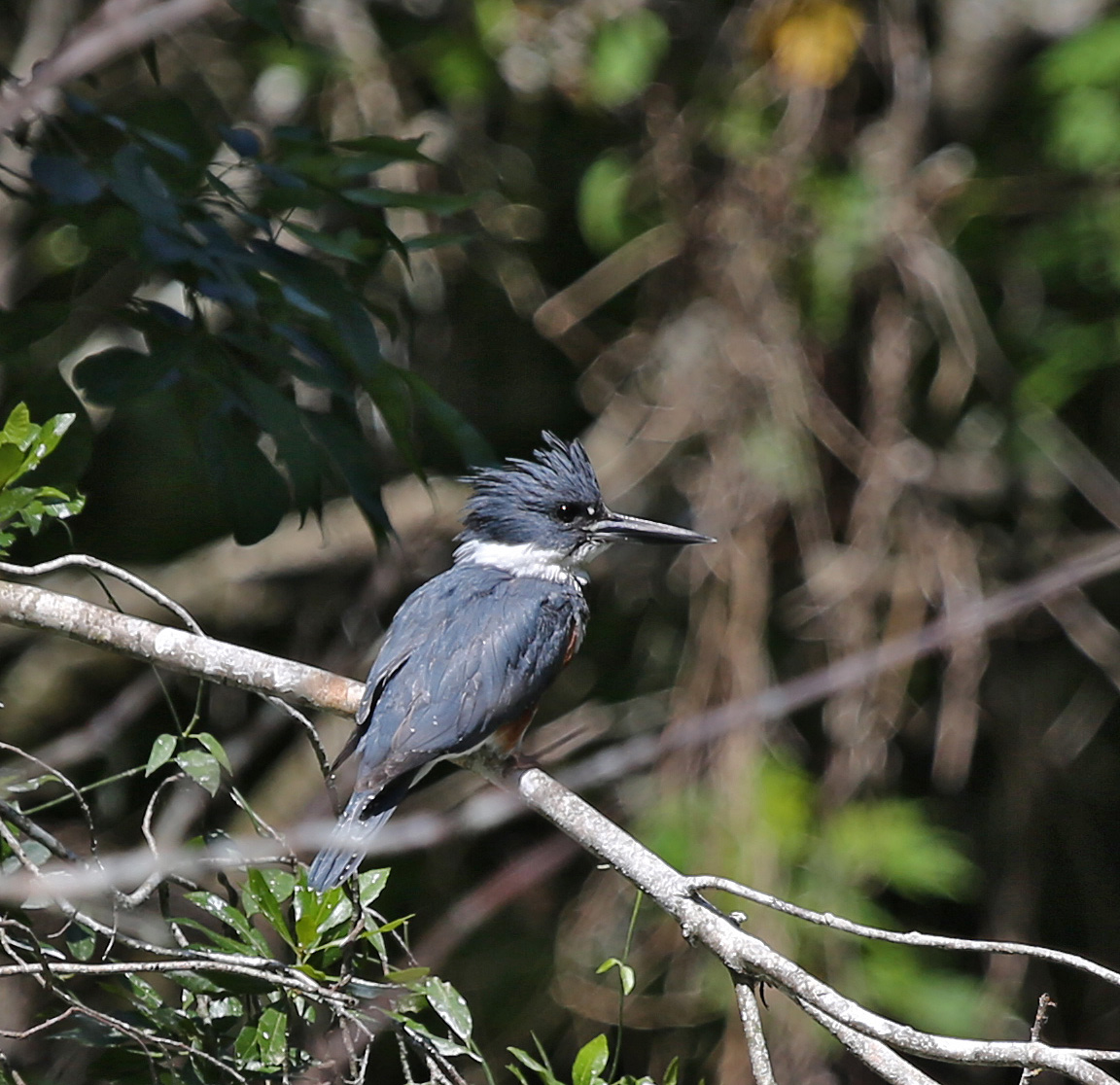 Pictures and information on Belted Kingfisher