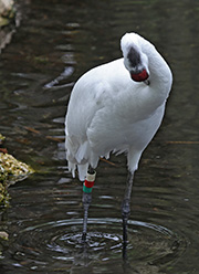 Picture/image of Whooping Crane