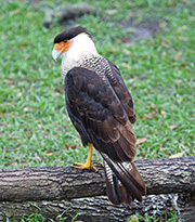 Picture/image of Crested Caracara