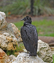 Picture/image of Black Vulture