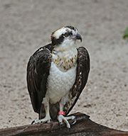 Picture/image of Osprey