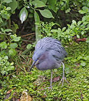 Picture/image of Little Blue Heron