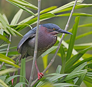 Picture/image of Green Heron