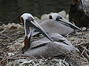 Picture/image of Brown Pelican