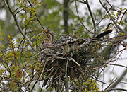 Picture/image of Anhinga