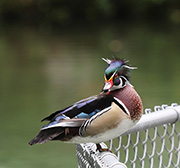 Picture/image of Wood Duck