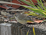 Picture/image of Palm Warbler