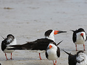 Picture/image of Black Skimmer