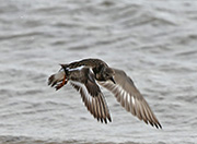 Picture/image of Ruddy Turnstone
