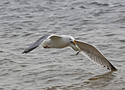 Picture/image of Herring Gull
