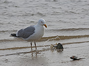 Picture/image of Herring Gull