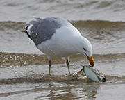 Picture/image of Herring Gull