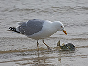 Picture/image of Herring Gull