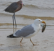 Picture/image of Herring Gull