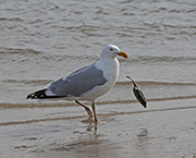 Picture/image of Herring Gull