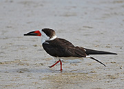 Picture/image of Black Skimmer
