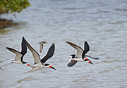 Picture/image of Black Skimmer