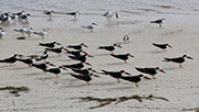 Picture/image of Black Skimmer
