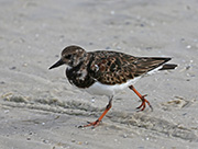Picture/image of Ruddy Turnstone
