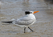 Picture/image of Royal Tern