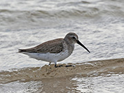 Picture/image of Dunlin