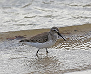 Picture/image of Dunlin