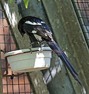 Picture/image of Magpie Shrike