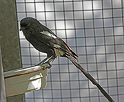 Picture/image of Magpie Shrike