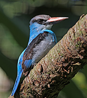 Picture/image of Blue-breasted Kingfisher