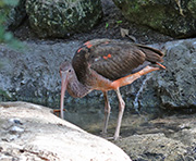 Picture/image of Scarlet Ibis