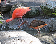 Picture/image of Scarlet Ibis