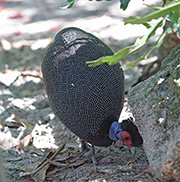 Picture/image of Crested Guineafowl