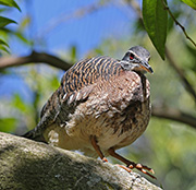 Picture/image of Sunbittern
