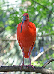 Picture/image of Scarlet Ibis