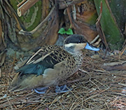 Picture/image of Puna Teal