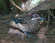 Picture/image of Puna Teal