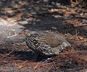 Yellow-necked Francolin