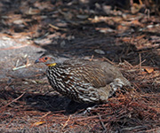 Picture/image of Yellow-necked Francolin