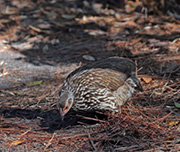Picture/image of Yellow-necked Francolin