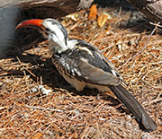Picture/image of Red-billed Hornbill