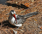 Picture/image of Red-billed Hornbill