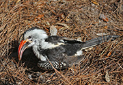 Picture/image of Red-billed Hornbill