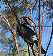 Picture/image of Trumpeter Hornbill
