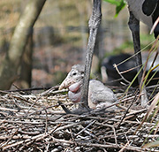 Picture/image of Marabou Stork