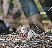 Picture/image of Marabou Stork